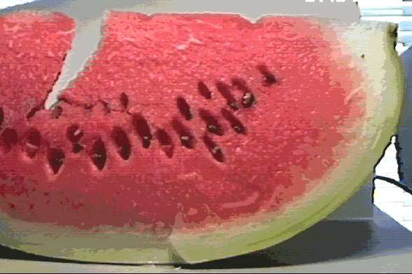 perfect melon.jpg (28083 bytes)