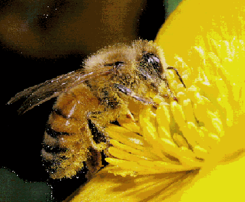 pollen on honeybee
